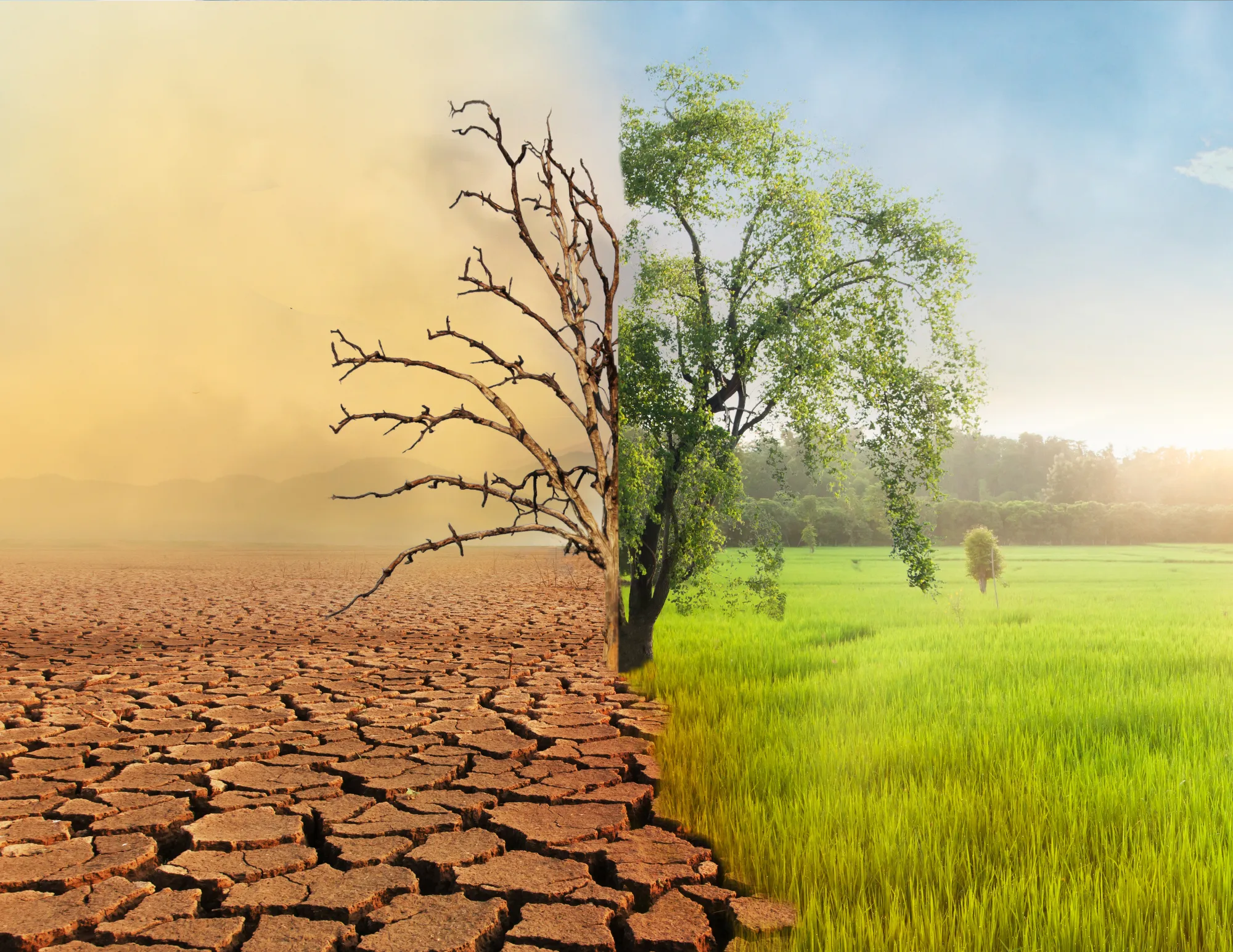 Tree transforming from dry to healthy