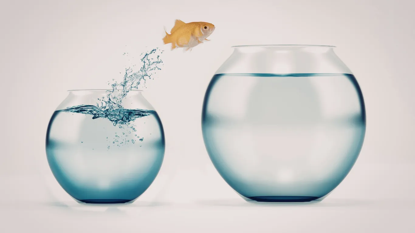 Orange goldfish jumping from one fish bowl into a bigger one